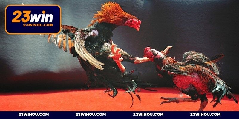 Đá gà 23WIN - Đỉnh cao giải trí cá cược đá gà trực tuyến