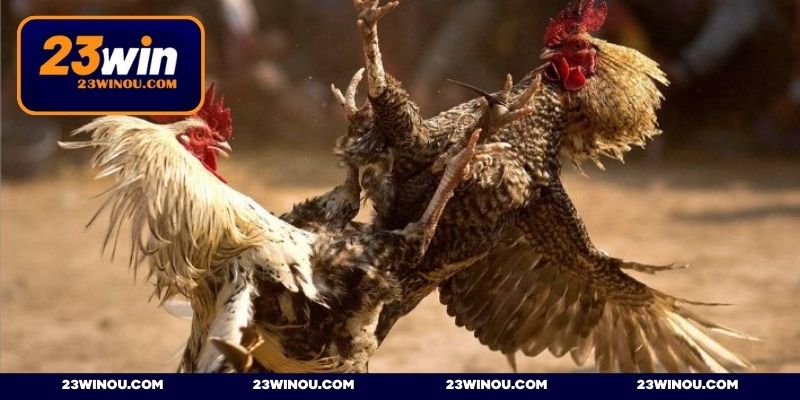 Hình thức chọi gà nòi 